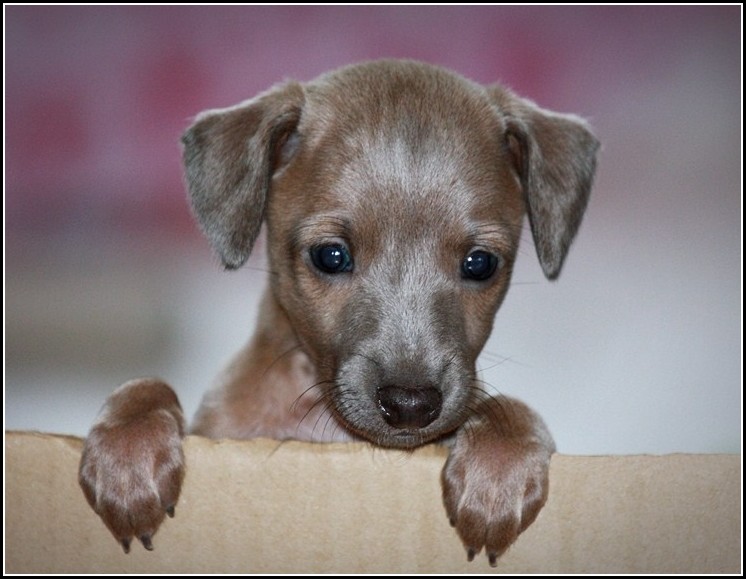 Greyhound Dog Puppy