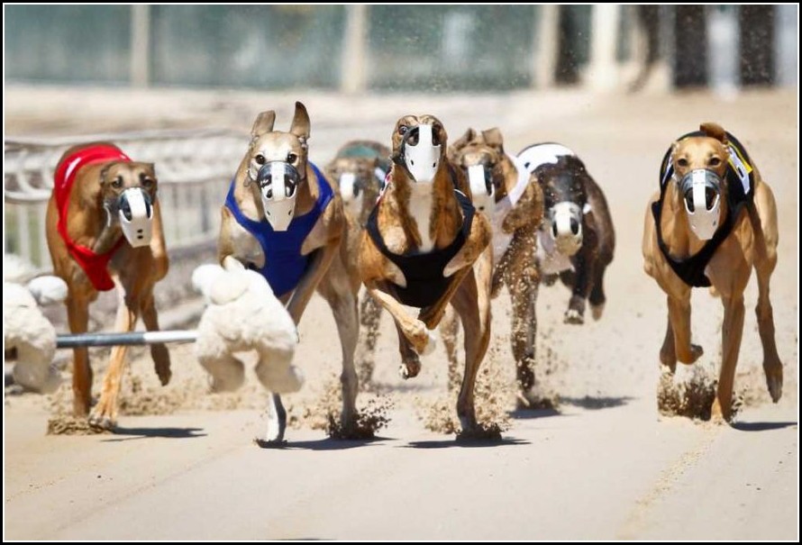 Greyhound Dog Racing