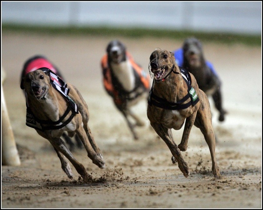 Greyhound Dog Running