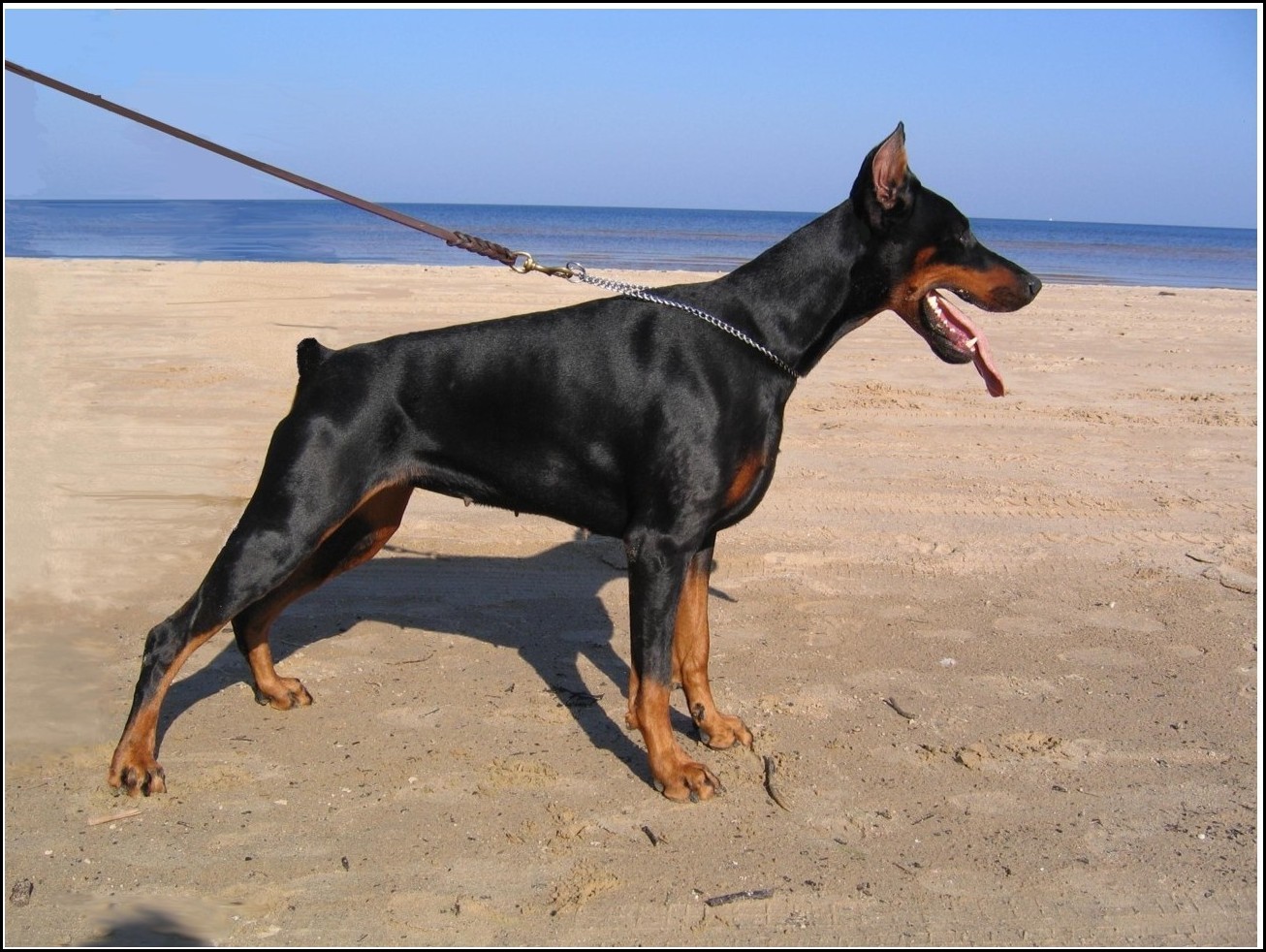 Guard Dogs Breeds