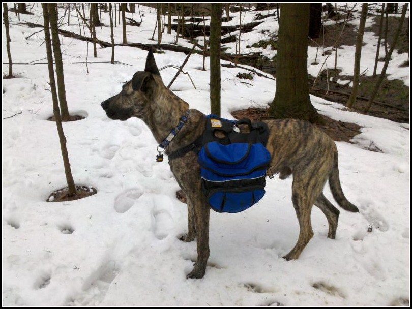 Hiking Backpack For Dogs