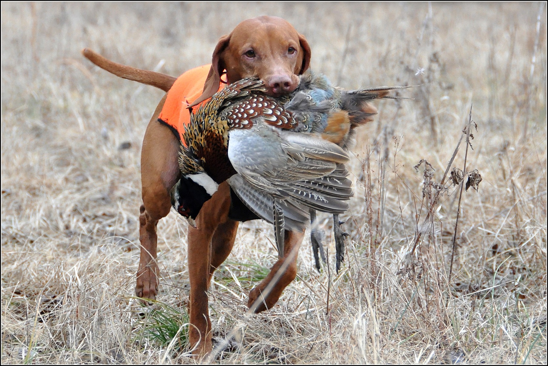 Hunting Dogs Pics