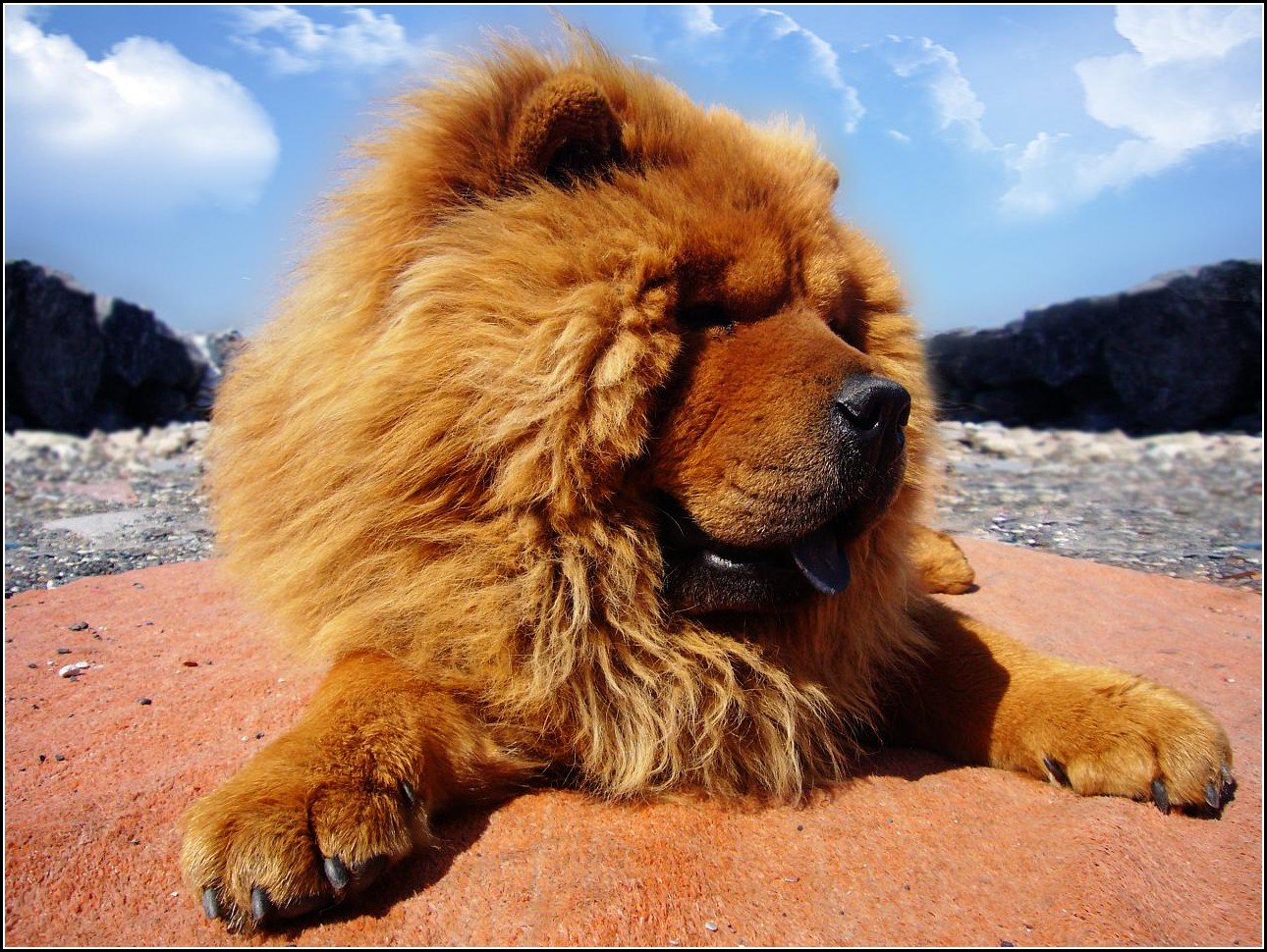 Lion Dog China