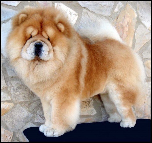 Lion Dog Haircut