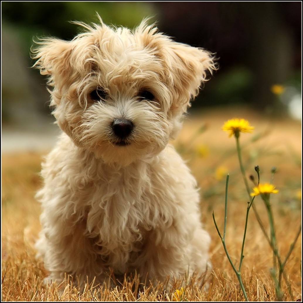 Little Dogs Images
