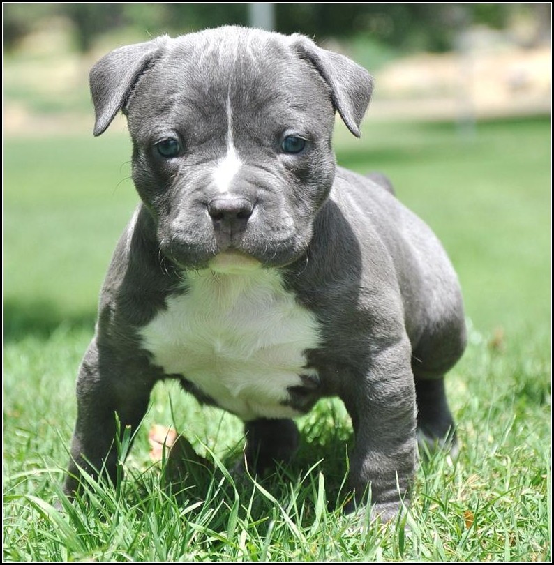 Pitbull Dogs Images