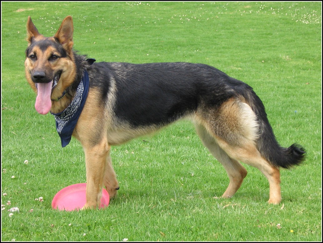 Police Dogs Breeds