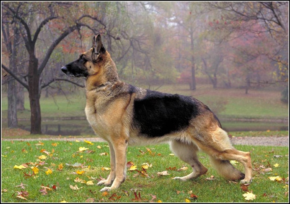Shepherd Dog Types