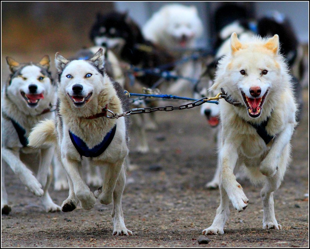 Sled Dogs Run