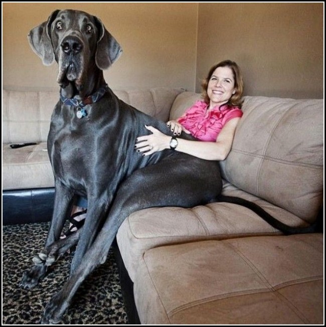 Biggest Dogs Images