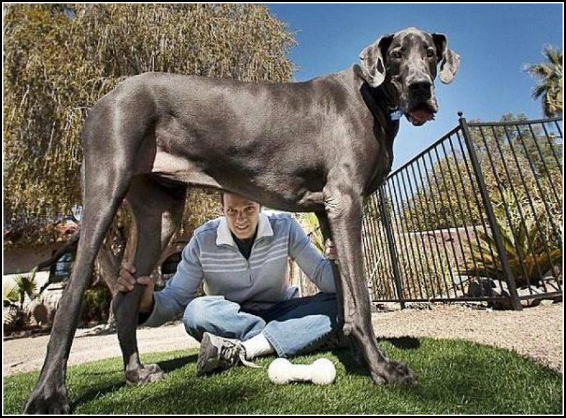 Biggest Dogs In India