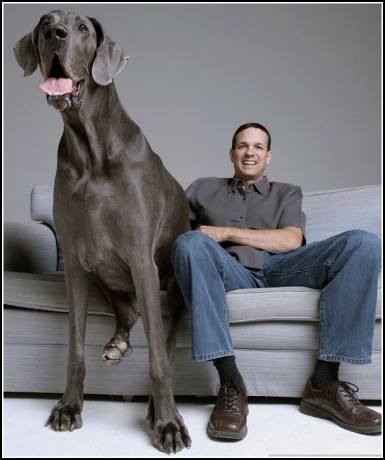 Biggest Dogs In The World Breeds