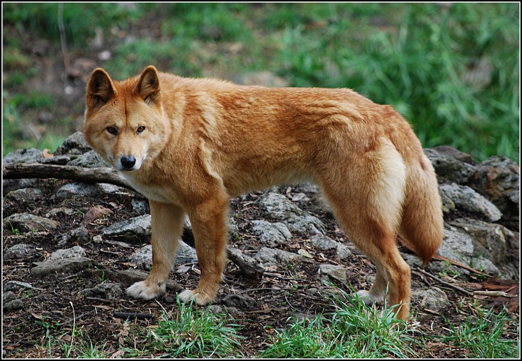 Dingo Dog Australia