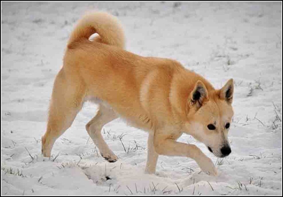 Dingo Dog Breed