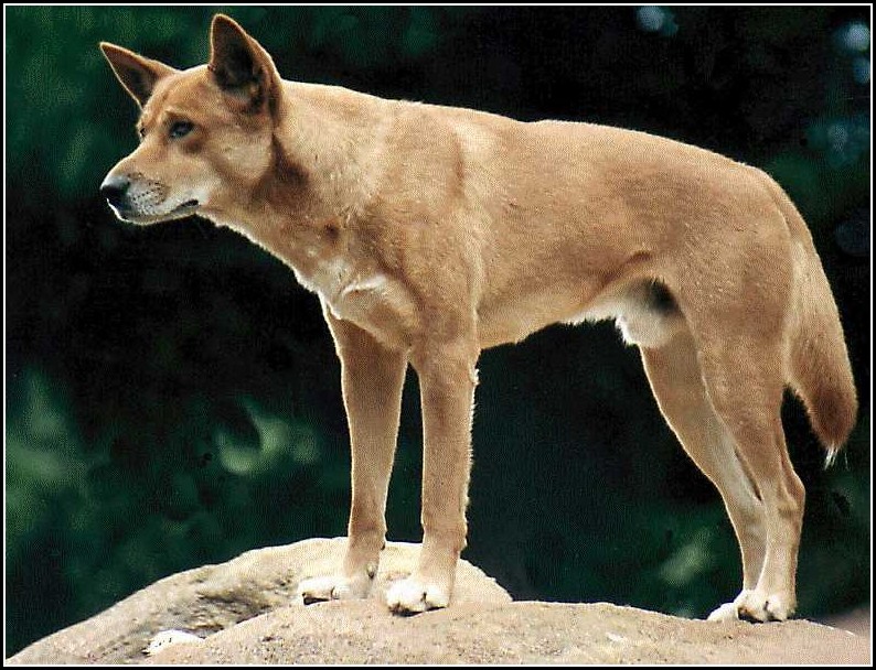 Dingo Dog