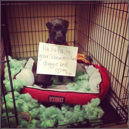 Chew Proof Dog Beds Uk