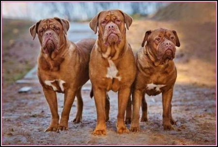 Large Dog Breeds List With Pics