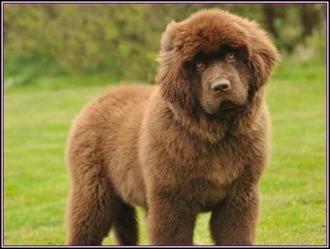 Large Dog Breeds That Don't Shed